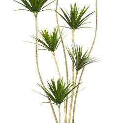 Dracaena Marginata Tree- 2.1m with 7 heads  - artificial plants, flowers & trees - image 4